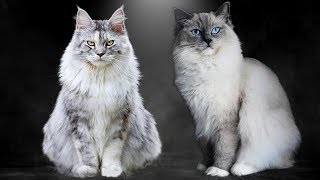 Maine Coon vs Ragdoll  What Are the Differences [upl. by Aelber38]