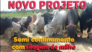 ⚠️Semi confinamento com silagem de milho [upl. by Jamie]