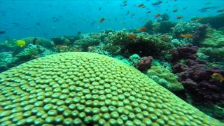 NAMENA DIVERS  A FUN DAY DIVING IN FIJI [upl. by Oeht]