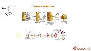 NODULE FORMATION [upl. by Rinee979]