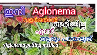 Aglonema plant propagation Best fertilizer for Aglonemas [upl. by Quint]