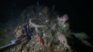 Pink Handfish  University of Tasmania [upl. by Ellynad]