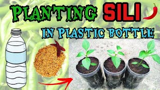 HOW TO PLANT SILI  GROWING SILI IN PLASTIC BOTTLE  Taranati [upl. by Yadrahc396]