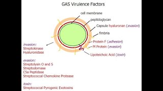 Pharyngitis Part 3 Virulence factors of Streptococcus pyogenes [upl. by Sivel]