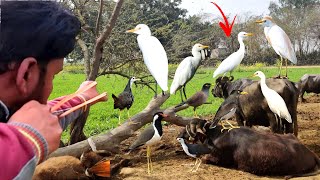 Best Way To Hunting Birds With Handmade Slingshot [upl. by Bergstein]