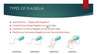 Short introduction to Bacterial flagella [upl. by Brader]