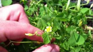 Lemon Clover  Yellow Woodsorrel  edible and tasty [upl. by Eimrots738]