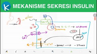 Fisiologi Hormon Insulin 34  Mekanisme Sekresi Insulin GLUT2 Glikolisis dan ATP [upl. by Gati]