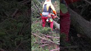 Felling tree VS Chainsaw [upl. by Paolina]