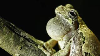 Gray Treefrog [upl. by Asquith947]