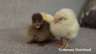 Cute Baby Chicks Meet Duckling Friend [upl. by Weiman]