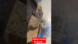 Haylage making youtubeshorts agriculture machine diy farming automation shorts [upl. by Harbot]