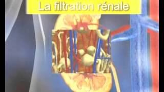 Insuffisance rénale aiguëdéfinition et classification [upl. by Gertruda]