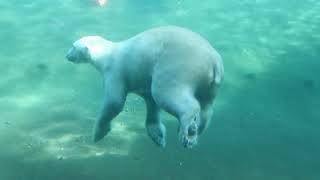 Polarium Blick aus dem Innenraum Zoo Rostock 19032023 [upl. by Asnerek]