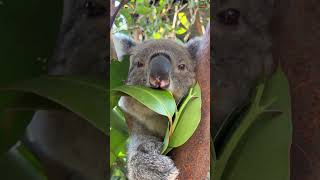 Watch a koala munch on eucalyptus leaves 🍃 [upl. by Ahsiner]