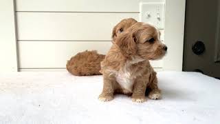 THE CUTEST Cavapoo puppies you will ever see 5 weeks old [upl. by Jehu]