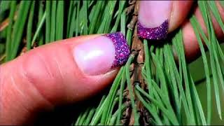 How to Prune Pine Trees [upl. by Ricardo]