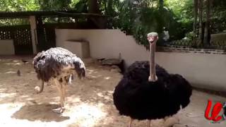 pasbara ostrich bird [upl. by Atikcir542]