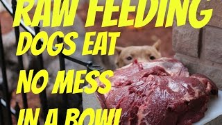 feeding dog food raw chicken bowl pitbull pit bull muscle bully conditioning body building [upl. by Ermeena]