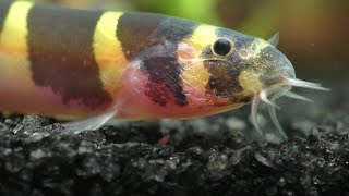 How To Care For Your Kuhli Loaches [upl. by Eillime]