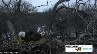 Davenport IA Bald Eagles by Arconic 22621 1759 Egg 1 [upl. by Drof]