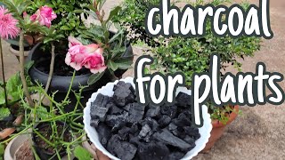 Uses of charcoal for plants  Benefits of charcoal [upl. by Derr]