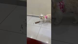 Juguetes casero para perros 🐶🐕 mascotas viral perrito [upl. by Ziladnerb]