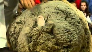 Shrek the sheep dies [upl. by Tommy432]