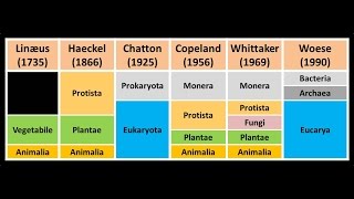 Clasificación de los seres vivos Niveles taxonómicos [upl. by Haroun981]