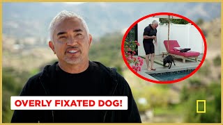 Teaching A Fixated Dog To Focus Better Human Better Dog Previews [upl. by Janel]