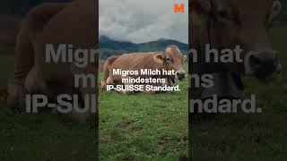 MIGROS IPSUISSE Milch [upl. by Melvyn536]