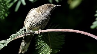 Little Wattlebird CallingSinging Anthochaera chrysoptera [upl. by Aenehs]