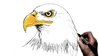 How To Draw an Eagle  Step by Step [upl. by Laband]