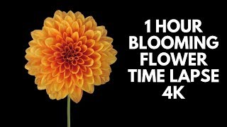 4K Blooming Flowers Time Lapse for Relaxation Soft Piano Music [upl. by Holna]