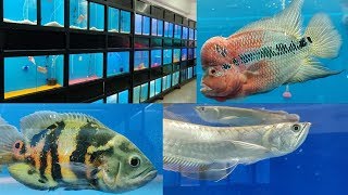 Aquarium Fish at Gujarat Fish Shop Ahmedabad [upl. by Aryas]