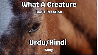 God what a creature you have made  Horses  UrduHindi Song [upl. by Davidoff]