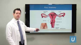 What Is Cervical Cancer  Joshua G Cohen MD  UCLA Obstetrics and Gynecology [upl. by Izabel546]