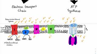 24Dinitrophenol DNP Poisoning [upl. by Hale]