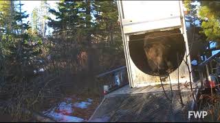 Grizzly Bear Release  Montana Fish Wildlife amp Parks [upl. by Ainnos]