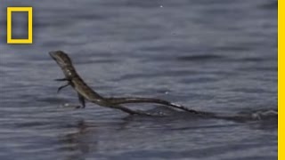 Jesus Christ Lizard  National Geographic [upl. by Veneaux891]