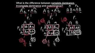 Complete Incomplete Dominance and Codominance  difference explained [upl. by Gabby354]