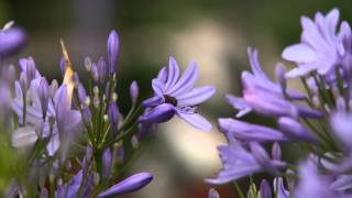 Voorjaar  Agapanthus combineren met siergrassen [upl. by Millian846]