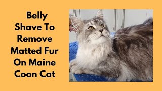 Maine Coon Cat  Belly Shave To Remove Matted Fur [upl. by Susejedairam240]