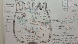 Cholera Toxin [upl. by Onej578]