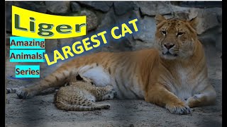 Liger facts 🐅 hybrid offspring of male lion 🦁 and female tiger 🐯 largest of all known felines 🤩 [upl. by Cirre]