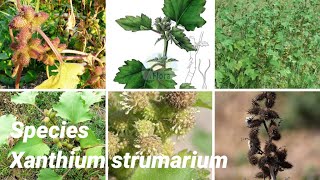 Xanthium strumarium  Plants of earth [upl. by Edouard]