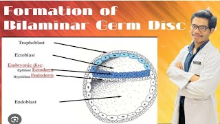 Changes in Embryoblast  Formation of Amniotic Cavity and Primary Yolk Sac [upl. by Sanford]