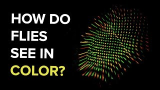 Curious Minds How Do Flies See in Color [upl. by Nomolas]