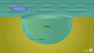 Enzymelinked immunosorbent assay ELISA  Animation [upl. by Aihsekel164]