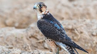 Male Shaheen Falcon  Training amp Hunting [upl. by Floeter]